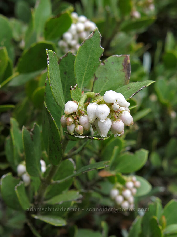 pine-mat manzanita flowers (Arctostaphylos nevadensis) [north of Mud Creek Canyon, Mount Shasta Wilderness, Siskiyou County, California]