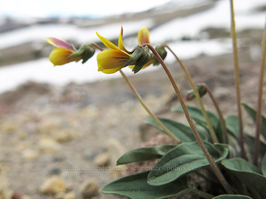 smooth-leaved violet (Viola purpurea ssp. integrifolia) [Clear Creek Valley, Mount Shasta Wilderness, Siskiyou County, California]