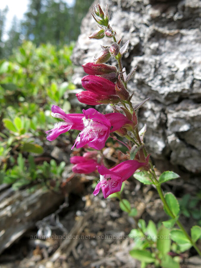mountain pride (Newberry's penstemon) (Penstemon newberryi) [Clear Creek Trail, Mount Shasta Wilderness, Siskiyou County, California]