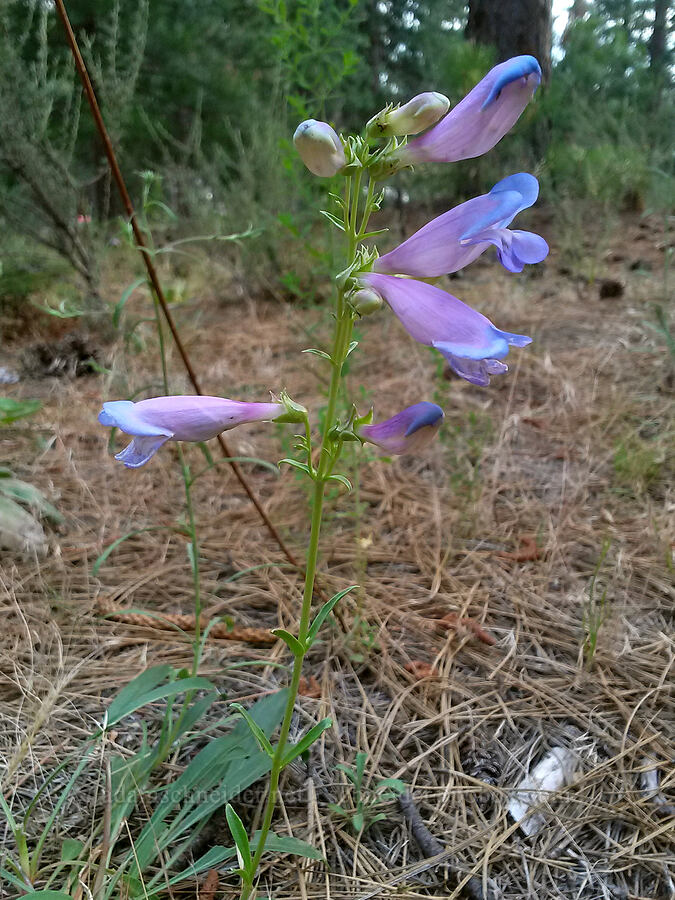 slender penstemon (Penstemon gracilentus) [College of the Siskiyous, Weed, Siskiyou County, California]