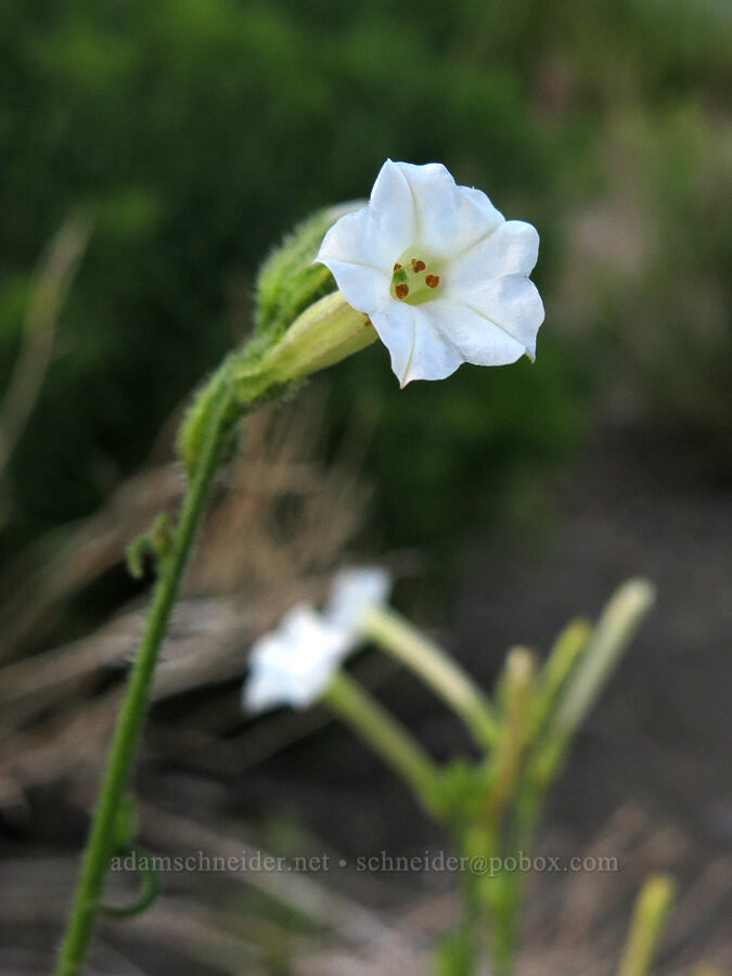 coyote tobacco (Nicotiana attenuata) [Big Springs Road, Siskiyou County, California]