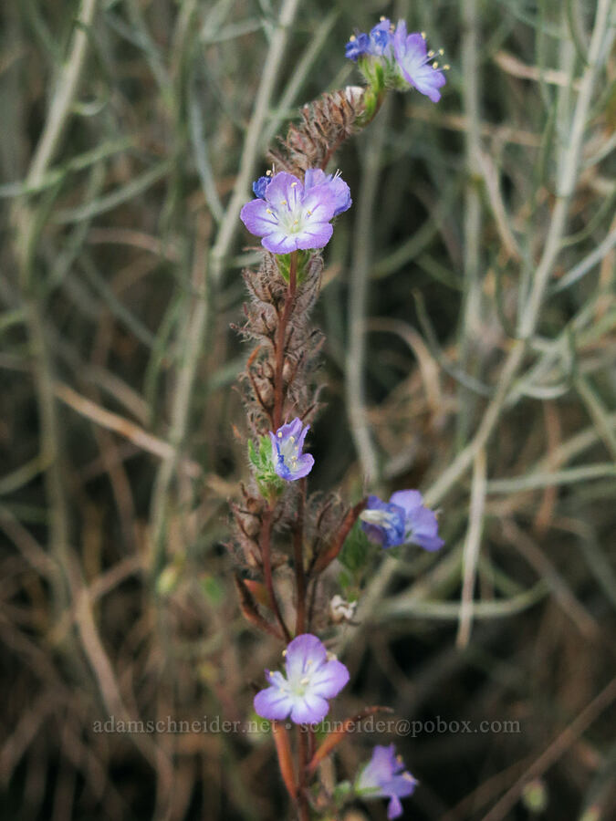thread-leaf phacelia (Phacelia linearis) [Big Springs Road, Siskiyou County, California]