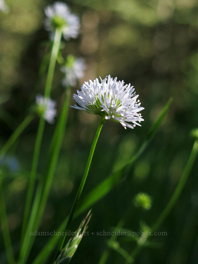 blue-head gilia (Gilia capitata) [Pilot Rock Trail, Soda Mountain Wilderness, Jackson County, Oregon]