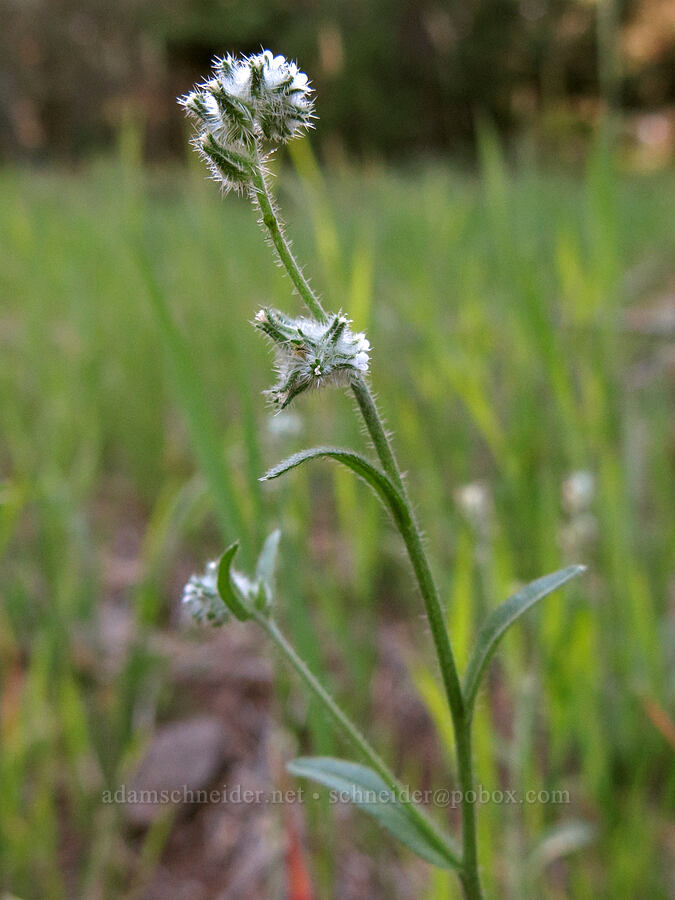 cryptantha (Cryptantha sp.) [Pilot Rock Trail, Soda Mountain Wilderness, Jackson County, Oregon]