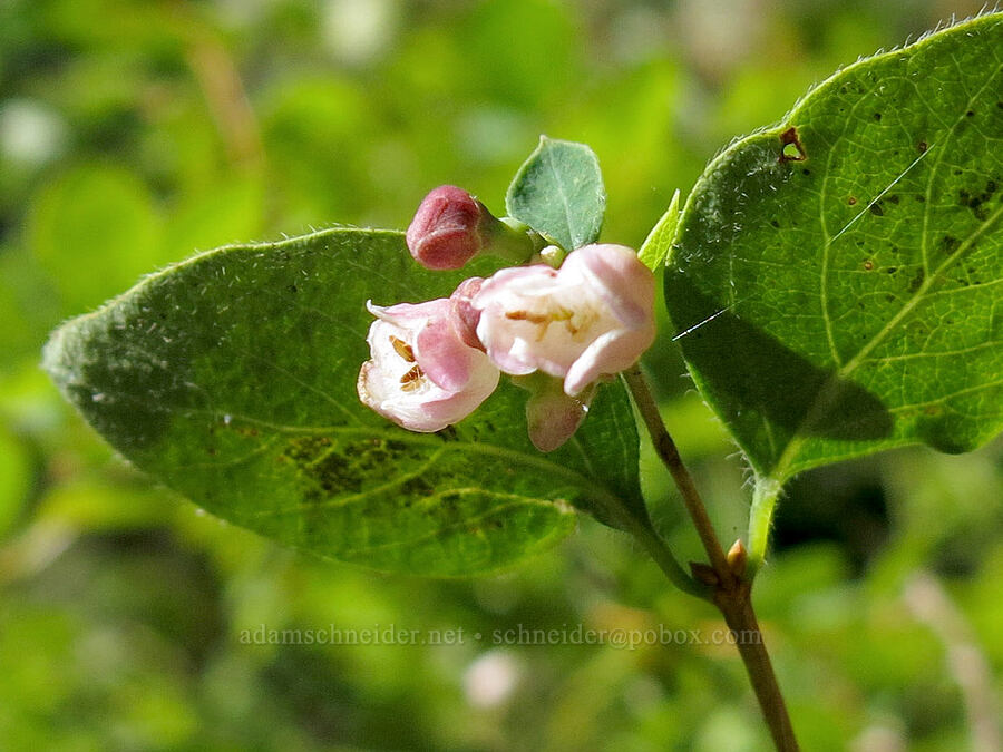 snowberry flowers (Symphoricarpos sp.) [Pilot Rock Trail, Soda Mountain Wilderness, Jackson County, Oregon]