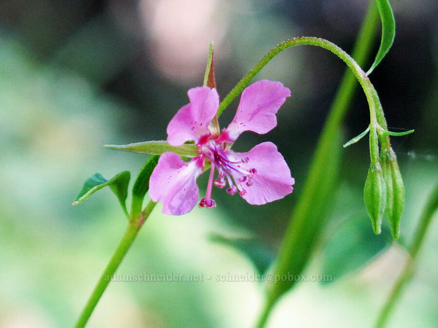 diamond clarkia (Clarkia rhomboidea) [Pilot Rock Trail, Soda Mountain Wilderness, Jackson County, Oregon]