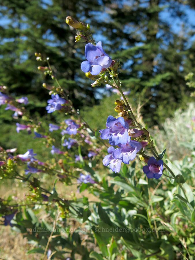 short-stalk penstemon (Penstemon parvulus (Penstemon azureus var. parvulus)) [Pilot Rock Trail, Soda Mountain Wilderness, Jackson County, Oregon]