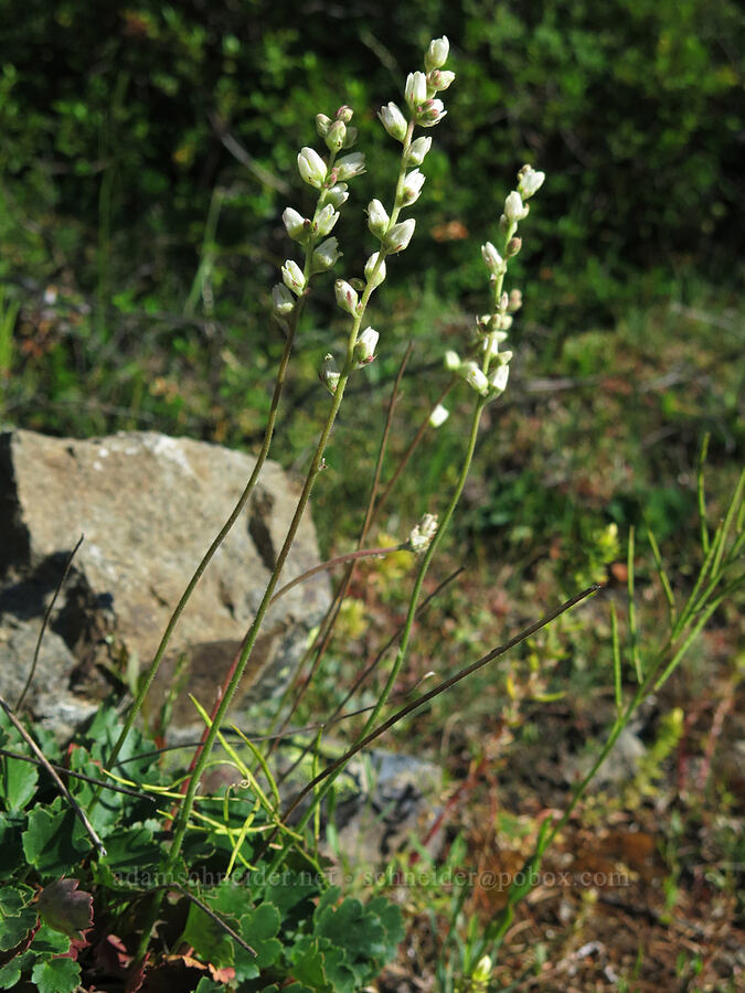 round-leaf alumroot (Heuchera cylindrica) [Pilot Rock, Soda Mountain Wilderness, Jackson County, Oregon]