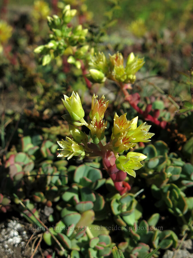 creamy stonecrop (Sedum oregonense) [Pilot Rock, Soda Mountain Wilderness, Jackson County, Oregon]