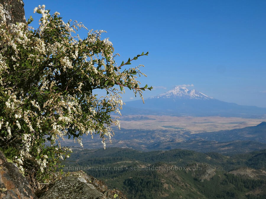 ocean spray (cream bush) & Mt. Shasta (Holodiscus discolor) [Pilot Rock, Soda Mountain Wilderness, Jackson County, Oregon]