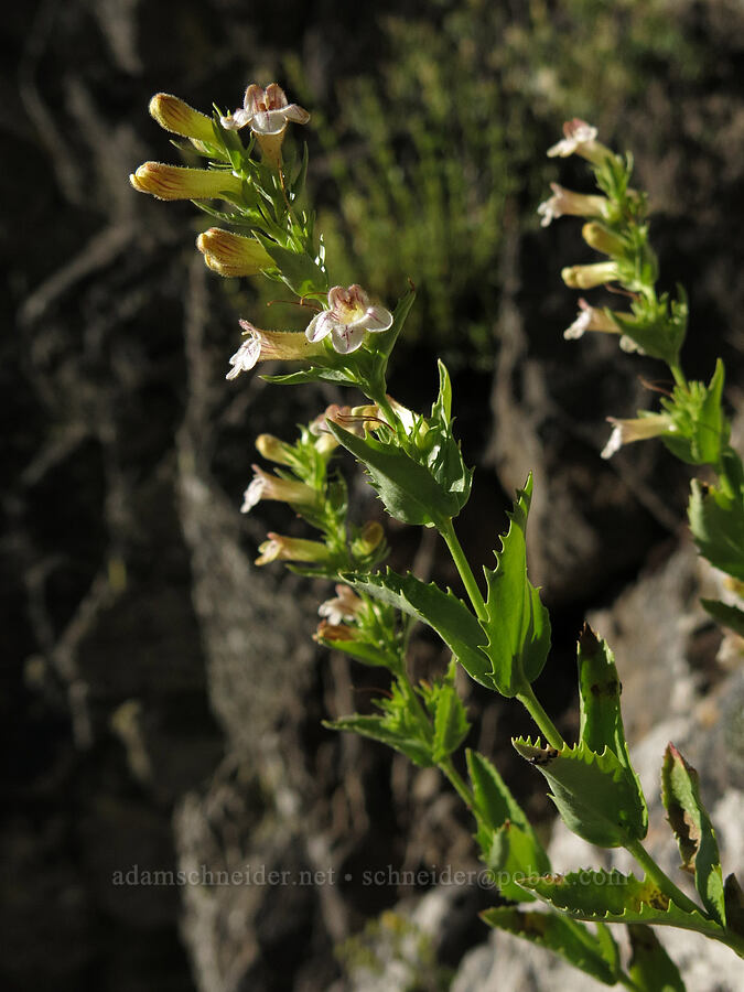 hot rock penstemon (Penstemon deustus) [Pilot Rock, Soda Mountain Wilderness, Jackson County, Oregon]
