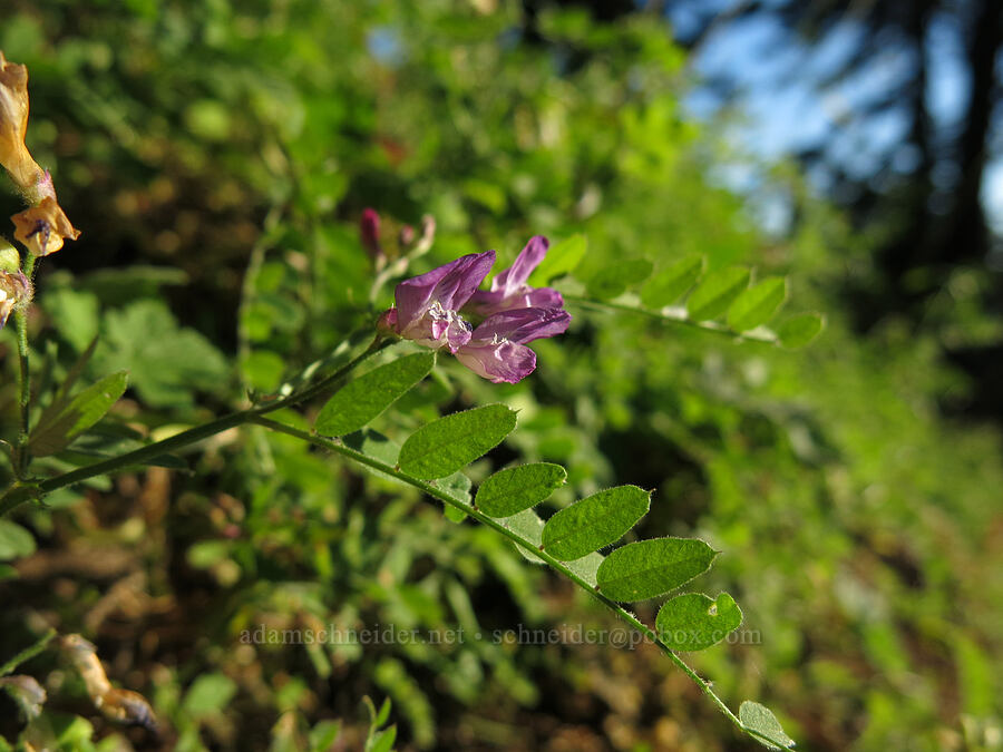 American vetch (Vicia americana) [Pilot Rock Trail, Soda Mountain Wilderness, Jackson County, Oregon]