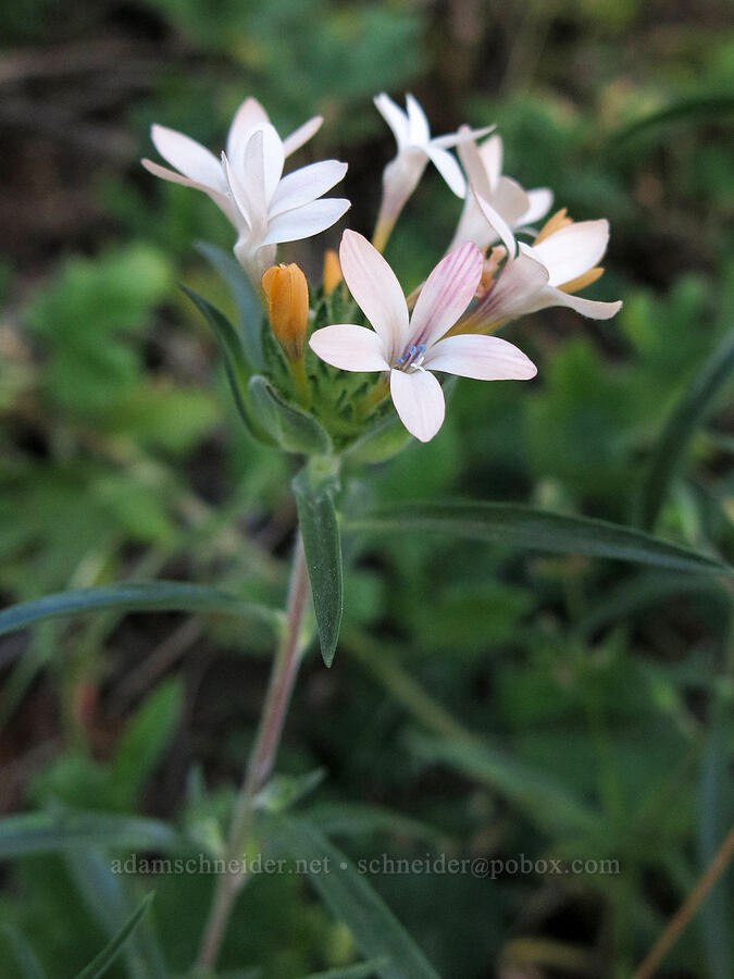 grand collomia (Collomia grandiflora) [Pilot Rock Trail, Soda Mountain Wilderness, Jackson County, Oregon]