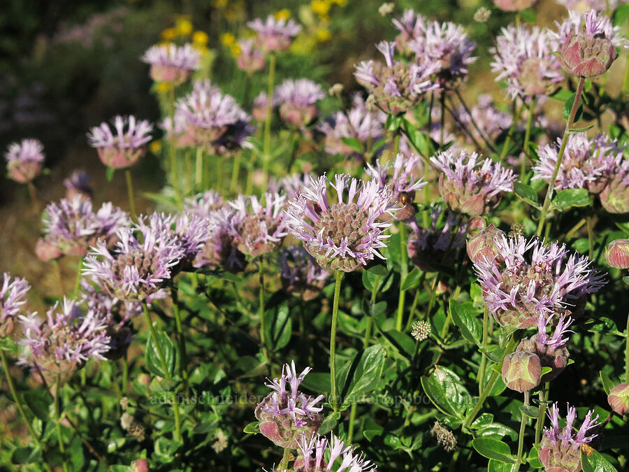 mountain coyote-mint (Monardella odoratissima) [Pilot Rock Trail, Soda Mountain Wilderness, Jackson County, Oregon]