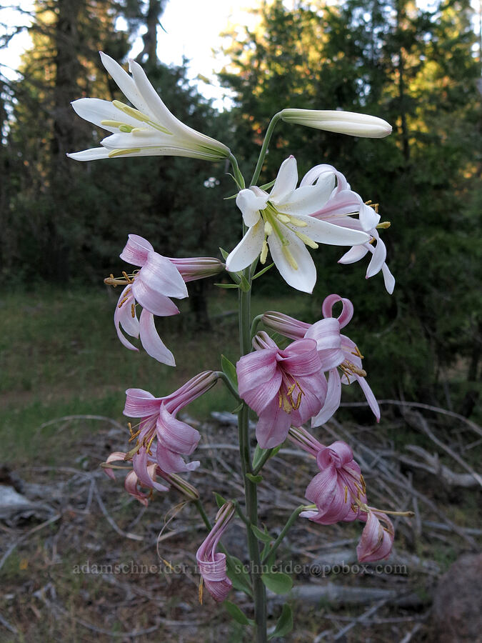 purple-flowered Washington lily (Lilium washingtonianum ssp. purpurascens) [Pilot Rock Trail, Soda Mountain Wilderness, Jackson County, Oregon]