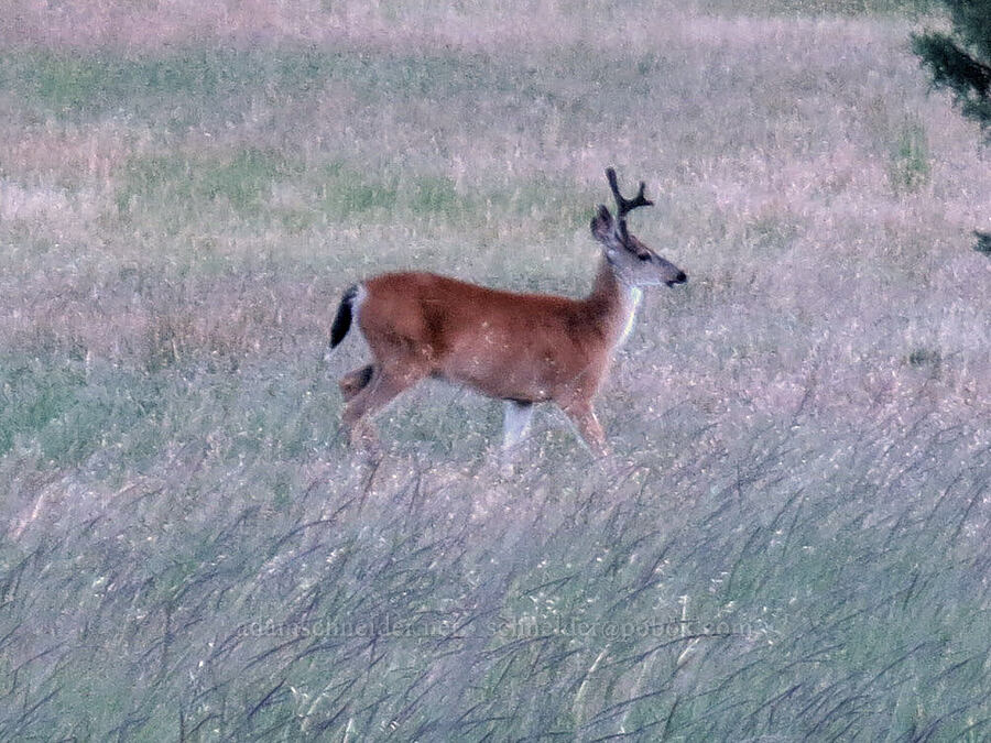 deer with one antler (Odocoileus hemionus columbianus) [BLM Road 40-2E-33, Cascade-Siskiyou National Monument, Jackson County, Oregon]
