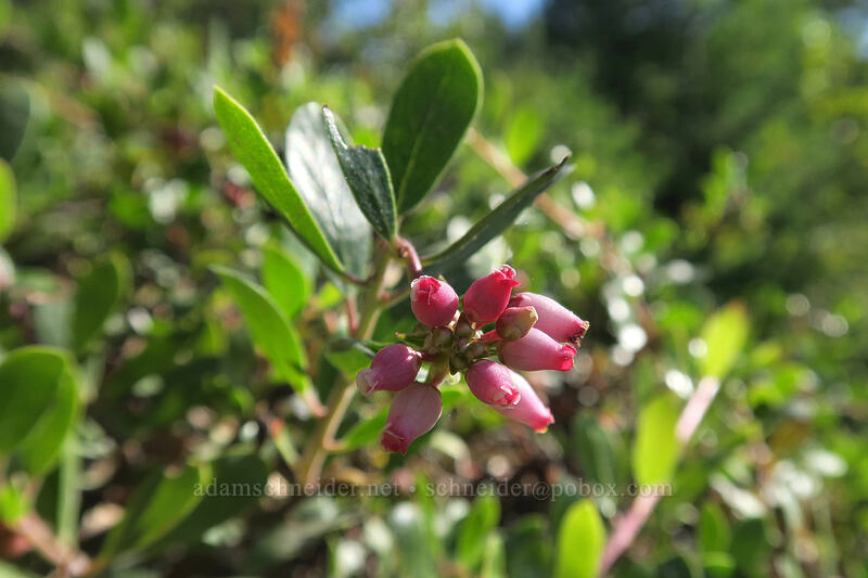 manzanita flowers (Arctostaphylos sp.) [Ape Canyon Trail, Mt. St. Helens National Volcanic Monument, Skamania County, Washington]