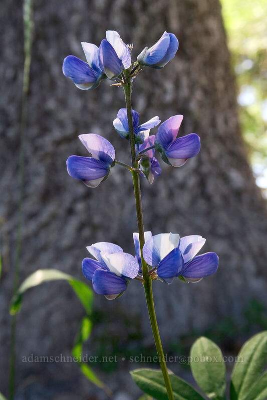 lupine (Lupinus sp.) [Ape Canyon Trail, Mt. St. Helens National Volcanic Monument, Skamania County, Washington]