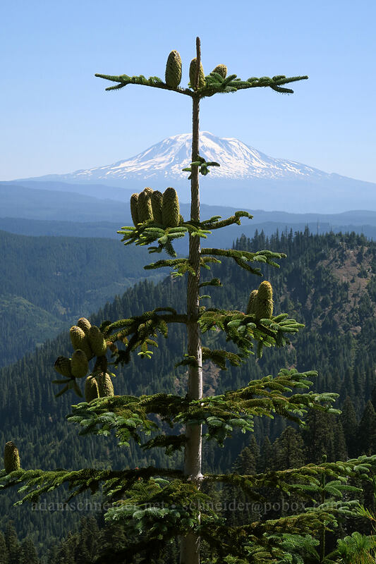 noble fir with cones (Abies procera) [Ape Canyon Trail, Mt. St. Helens National Volcanic Monument, Skamania County, Washington]