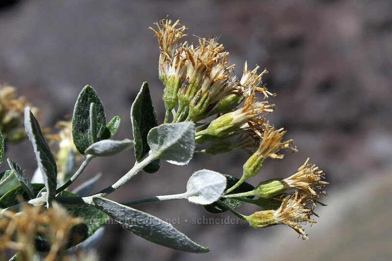 silverback luina, going to seed (Luina hypoleuca) [Ape Canyon Trail, Mt. St. Helens National Volcanic Monument, Skamania County, Washington]