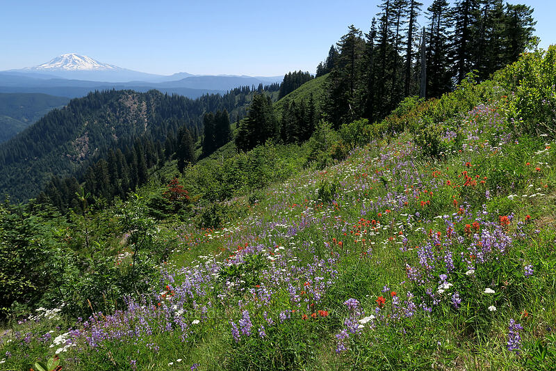 wildflowers & Mt. Adams (Lupinus latifolius, Castilleja miniata, Achillea millefolium) [Ape Canyon Trail, Mt. St. Helens National Volcanic Monument, Skamania County, Washington]