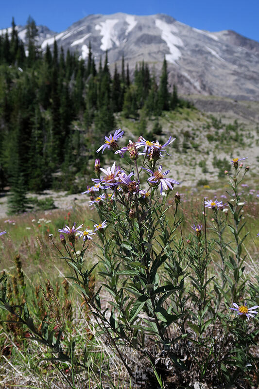 Cascade asters (Doellingeria ledophylla (Eucephalus ledophyllus) (Aster ledophyllus)) [Ape Canyon Trail, Mt. St. Helens National Volcanic Monument, Skamania County, Washington]