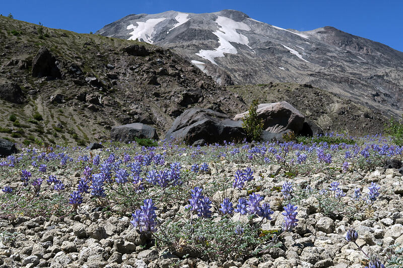 dwarf lupines (Lupinus lepidus var. lobbii) [Ape Canyon Trail, Mt. St. Helens National Volcanic Monument, Skamania County, Washington]