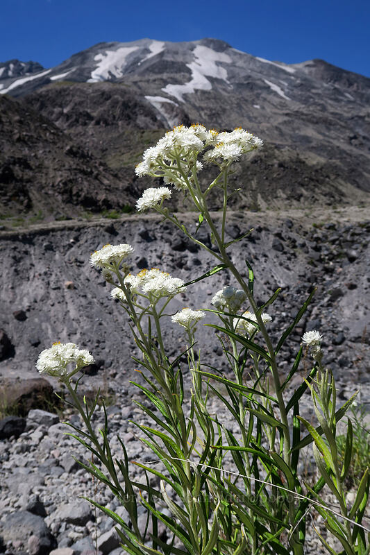 pearly everlasting (Anaphalis margaritacea) [Ape Canyon Trail, Mt. St. Helens National Volcanic Monument, Skamania County, Washington]
