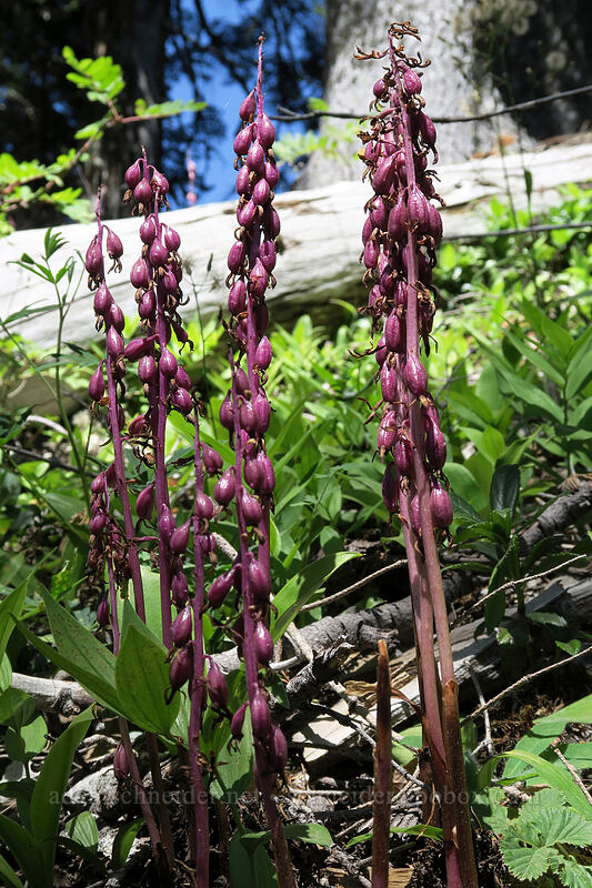 coral-root orchid, gone to seed (Corallorhiza sp.) [Ape Canyon Trail, Mt. St. Helens National Volcanic Monument, Skamania County, Washington]