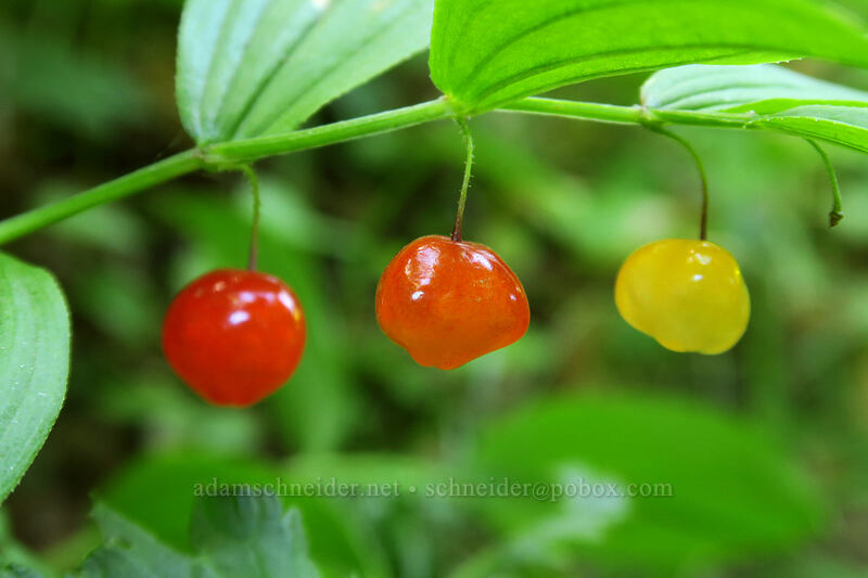 twisted-stalk berries: red, orange, & yellow (Streptopus lanceolatus) [Ape Canyon Trail, Mt. St. Helens National Volcanic Monument, Skamania County, Washington]