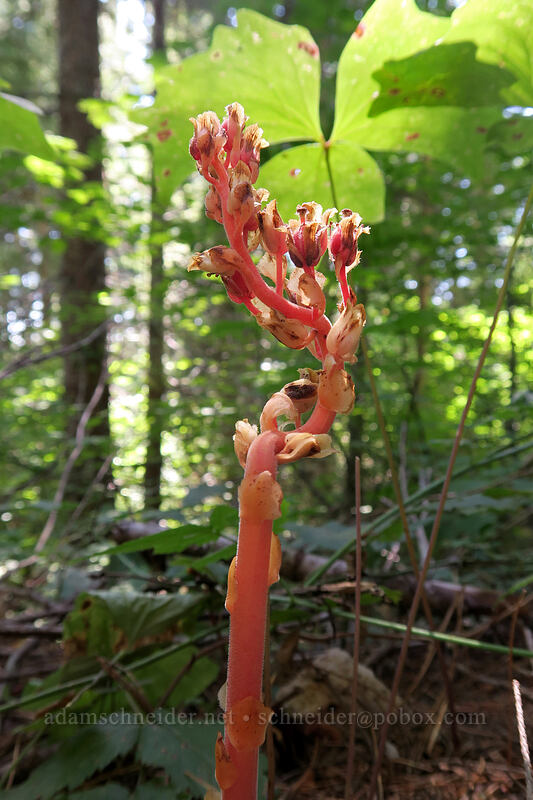 kinky pinesap (Monotropa hypopitys) [Ape Canyon Trail, Mt. St. Helens National Volcanic Monument, Skamania County, Washington]