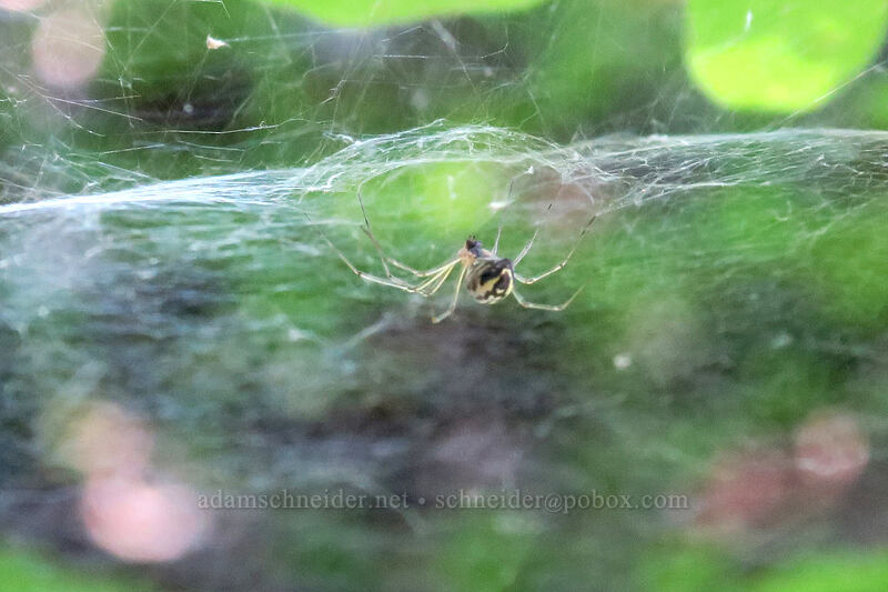 Sierra dome spider (Neriene litigiosa) [Ape Canyon Trail, Mt. St. Helens National Volcanic Monument, Skamania County, Washington]