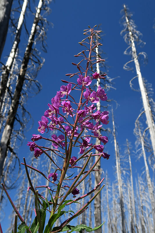 fireweed (Chamerion angustifolium (Chamaenerion angustifolium) (Epilobium angustifolium)) [Vista Ridge Trail, Mt. Hood Wilderness, Hood River County, Oregon]