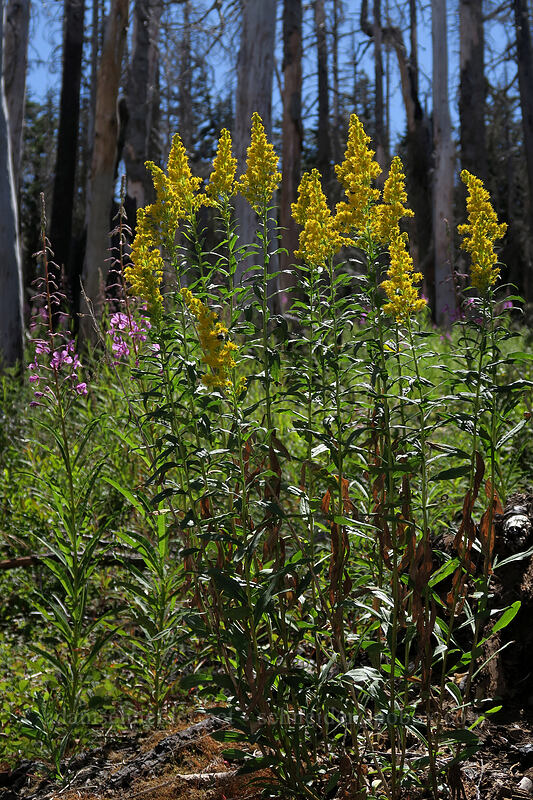 goldenrod (Solidago sp.) [Vista Ridge Trail, Mt. Hood Wilderness, Hood River County, Oregon]
