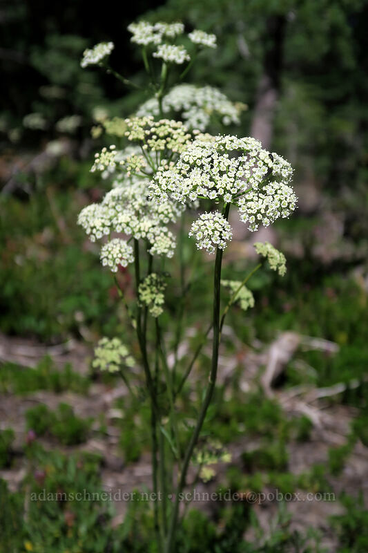 yampah or lovage [Vista Ridge Trail, Mt. Hood Wilderness, Hood River County, Oregon]