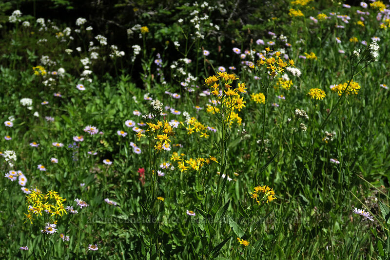 groundsel, fleabane, & valerian (Senecio triangularis, Erigeron glacialis var. glacialis, Valeriana sitchensis) [Timberline Trail, Mt. Hood Wilderness, Hood River County, Oregon]