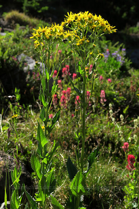 arrow-leaf groundsel (Senecio triangularis) [Timberline Trail, Mt. Hood Wilderness, Hood River County, Oregon]