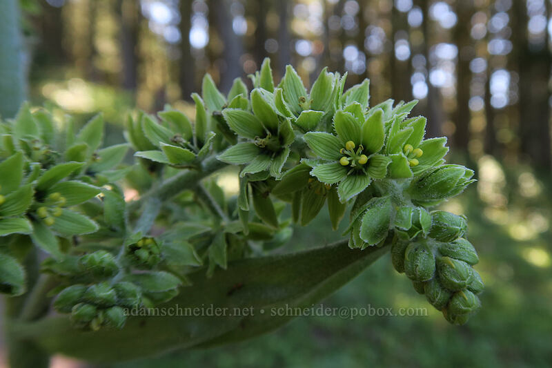 corn-lily flowers (Veratrum viride var. eschscholtzianum (Veratrum eschscholtzii)) [Timberline Trail, Mt. Hood Wilderness, Hood River County, Oregon]