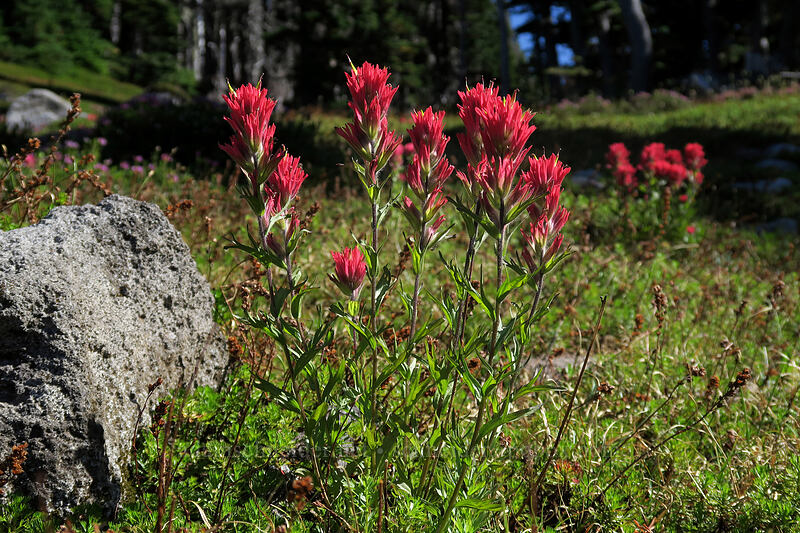 magenta paintbrush (Castilleja parviflora var. oreopola) [Timberline Trail, Mt. Hood Wilderness, Hood River County, Oregon]