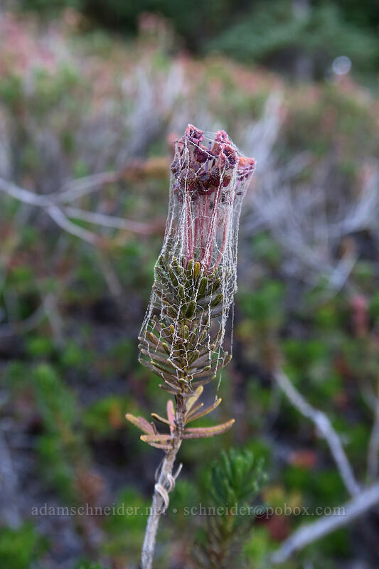 pink mountain heather, cobwebbed (Phyllodoce empetriformis) [Timberline Trail, Mt. Hood Wilderness, Hood River County, Oregon]