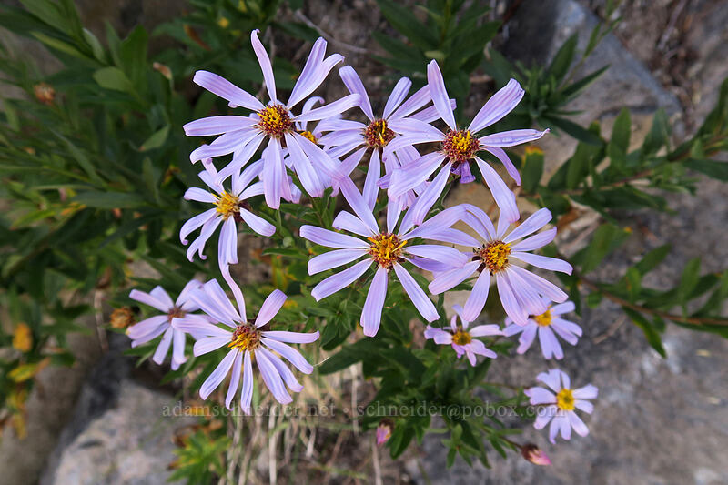 Cascade asters (Doellingeria ledophylla (Eucephalus ledophyllus) (Aster ledophyllus)) [Elk Cove, Mt. Hood Wilderness, Hood River County, Oregon]