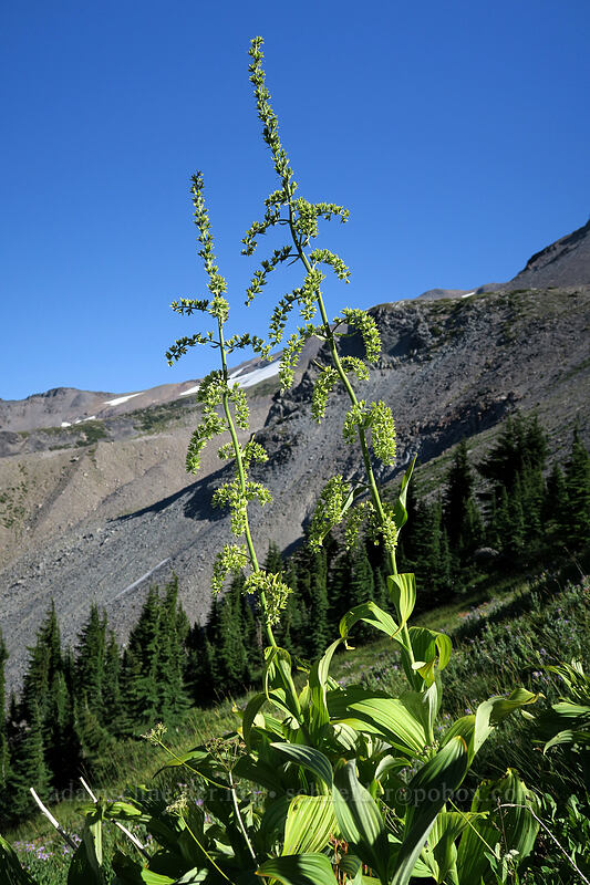 very tall corn-lilies (Veratrum viride var. eschscholtzianum (Veratrum eschscholtzii)) [Elk Cove, Mt. Hood Wilderness, Hood River County, Oregon]