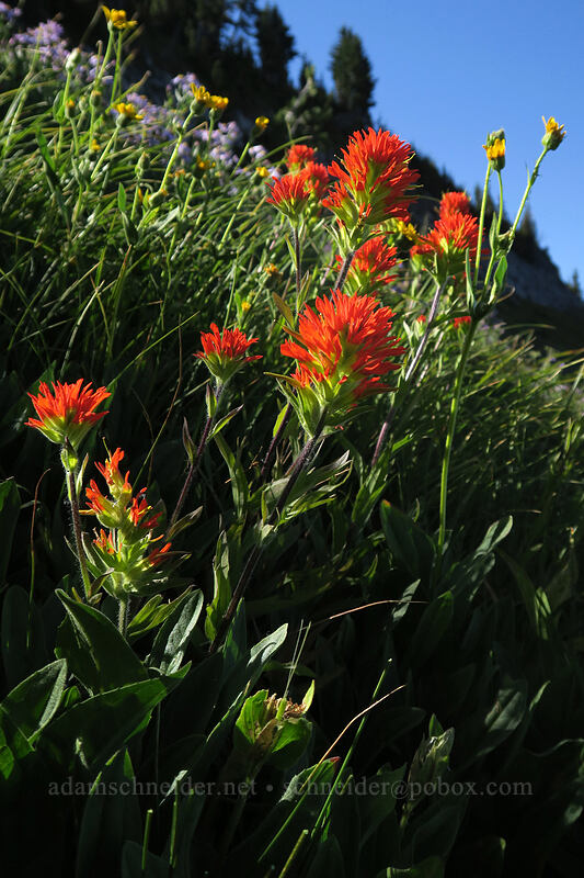 Suksdorf's paintbrush (Castilleja suksdorfii) [Elk Cove, Mt. Hood Wilderness, Hood River County, Oregon]