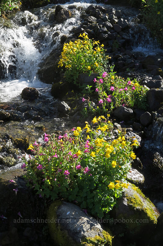Lewis' monkeyflower & Tiling's monkeyflower (Erythranthe lewisii (Mimulus lewisii), Erythranthe tilingii (Mimulus tilingii)) [Elk Cove, Mt. Hood Wilderness, Hood River County, Oregon]