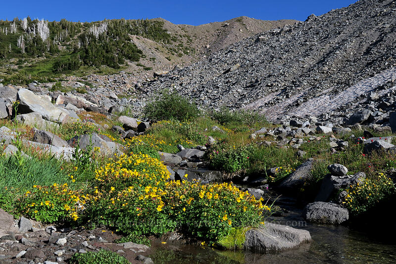 Tiling's monkeyflower (Erythranthe tilingii (Mimulus tilingii)) [Elk Cove, Mt. Hood Wilderness, Hood River County, Oregon]