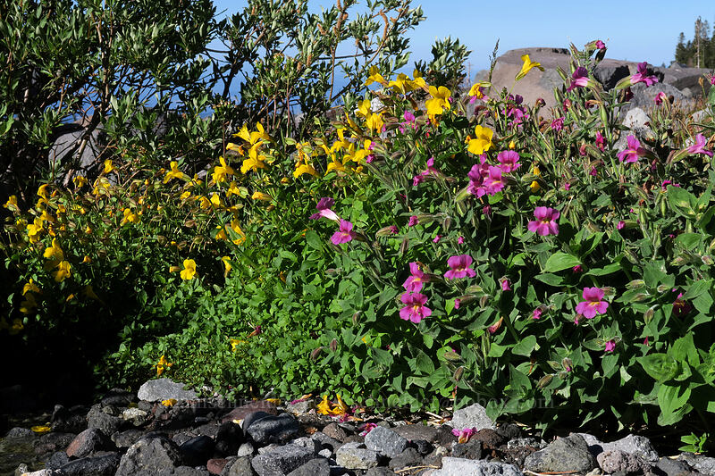 Lewis' monkeyflower & Tiling's monkeyflower (Erythranthe lewisii (Mimulus lewisii), Erythranthe tilingii (Mimulus tilingii)) [Elk Cove, Mt. Hood Wilderness, Hood River County, Oregon]