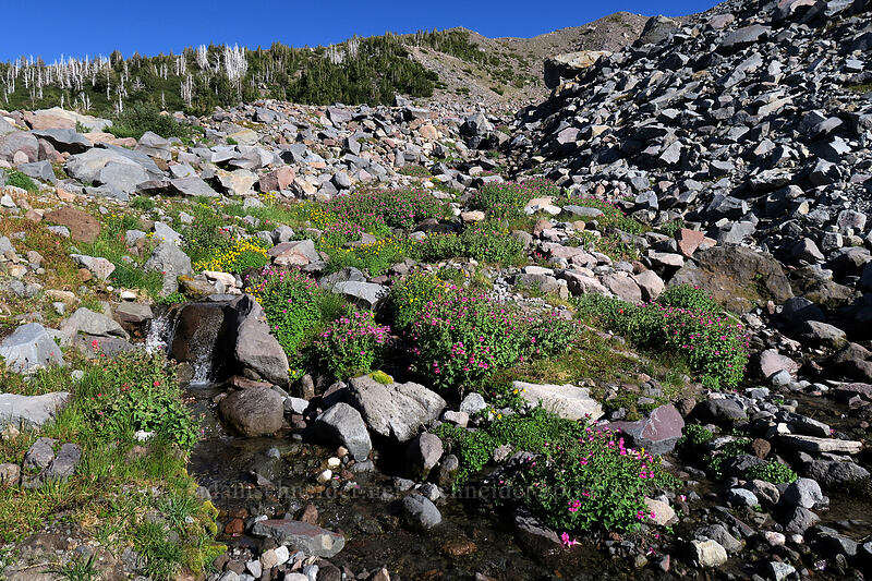 Lewis' monkeyflower & Tiling's monkeyflower (Erythranthe lewisii (Mimulus lewisii), Erythranthe tilingii (Mimulus tilingii)) [Elk Cove, Mt. Hood Wilderness, Hood River County, Oregon]