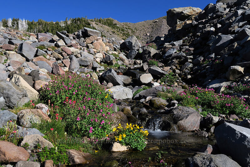 Lewis' monkeyflower & Tiling's monkeyflower (Erythranthe lewisii (Mimulus lewisii), Erythranthe tilingii (Mimulus tilingii)) [Elk Cove, Mt. Hood Wilderness, Hood River County, Oregon]