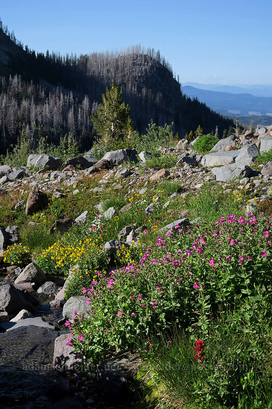 Lewis' monkeyflower & Tiling's monkeyflower (Erythranthe lewisii (Mimulus lewisii), Erythranthe tilingii (Mimulus tilingii)) [Elk Cove, Mt. Hood Wilderness, Hood River County, Oregon]