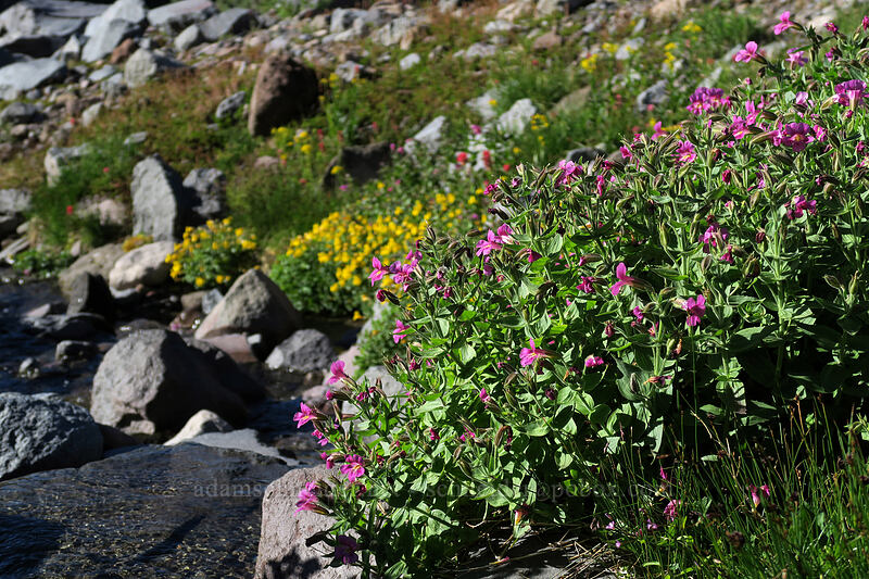 Lewis' monkeyflower & Tiling's monkeyflower (Erythranthe lewisii (Mimulus lewisii), Erythranthe tilingii (Mimulus tilingii)) [Elk Cove, Mt. Hood Wilderness, Hood River County, Oregon]